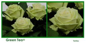 ROSE BR. GREEN TEA 50